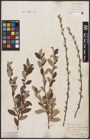 Foto von Salix aurita L. x Salix repens L.